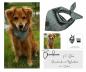 Mobile Preview: Hundehalstuch zum Binden, Bio k.b.A. schilfgrün